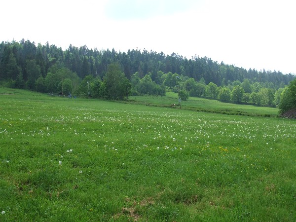 Auf der Landewiese.